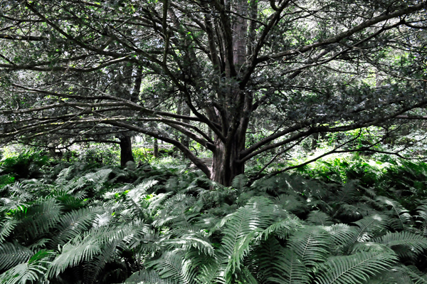 tree and ferns